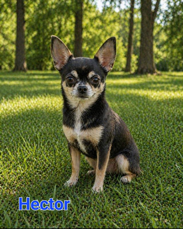 wvchihuahuas