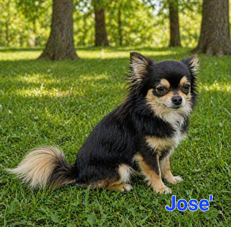 wvchihuahuas