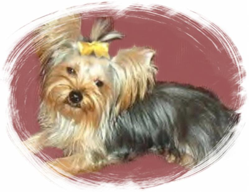 collapsing trachea expectancy wvyorkies collapsing trachea expectancy wvyorkies