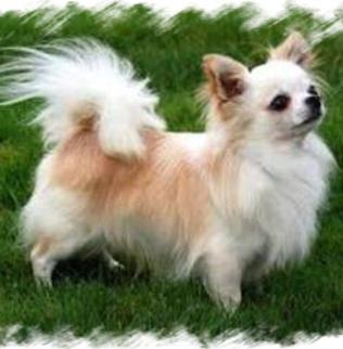 lavender merle chihuahua