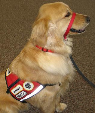 golden retriever service dog for sale